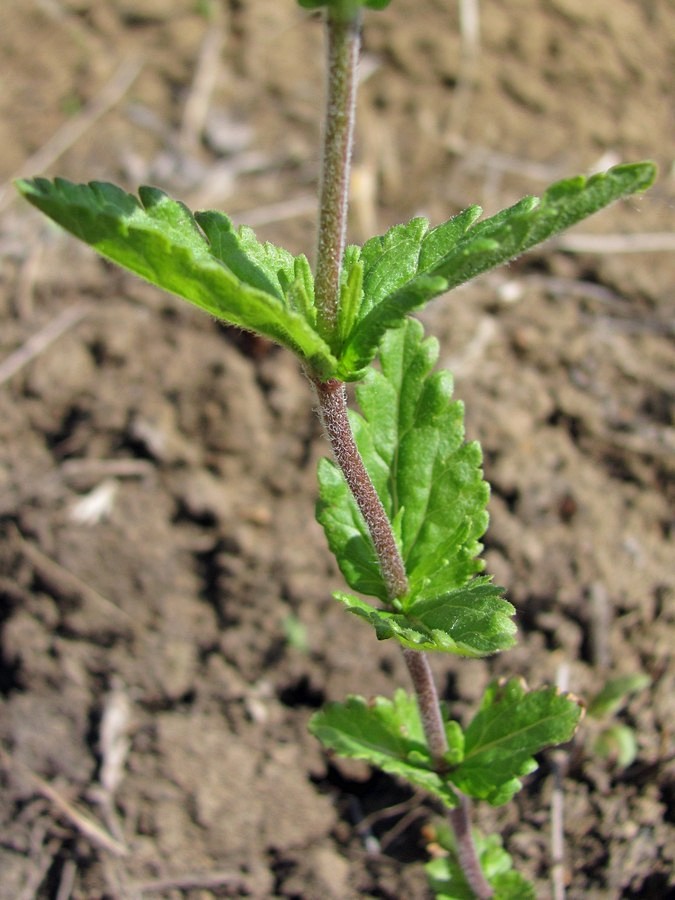 Image of Veronica krylovii specimen.