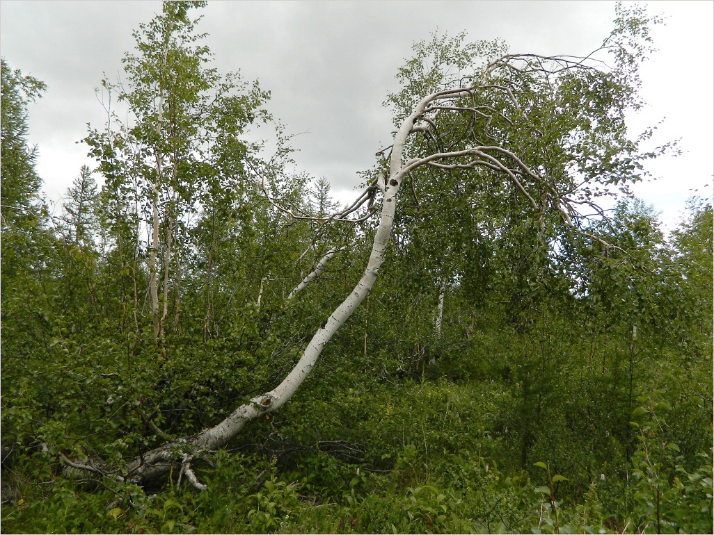 Image of genus Betula specimen.