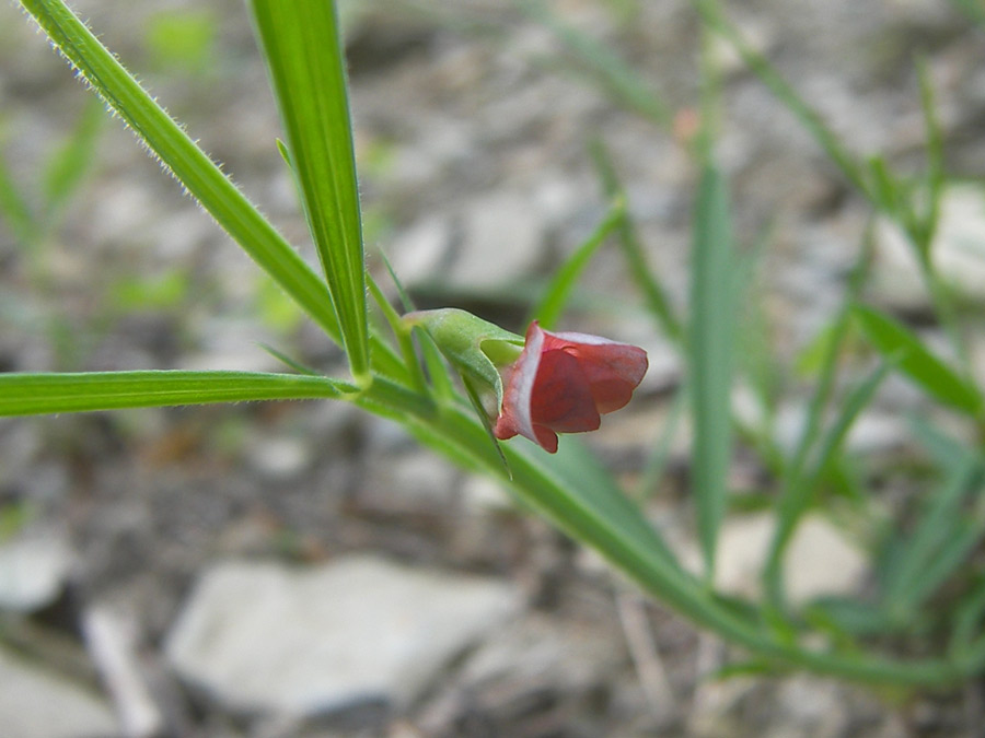 Изображение особи Lathyrus sphaericus.