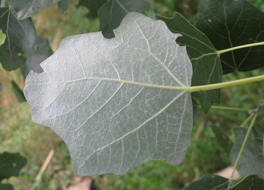 Image of Populus × canescens specimen.