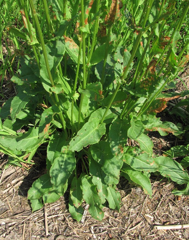 Image of Rumex thyrsiflorus specimen.