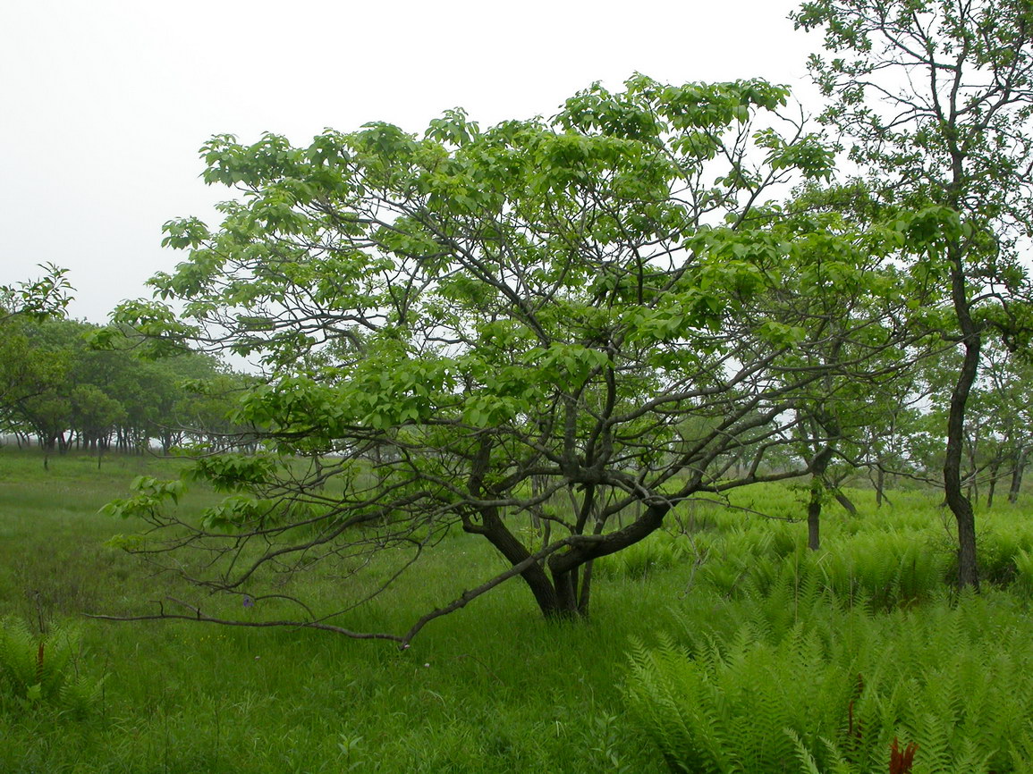 Изображение особи Fraxinus densata.