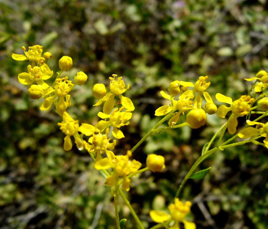 Image of Haplophyllum acutifolium specimen.