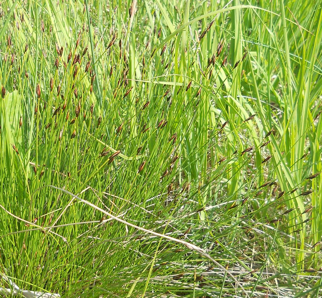 Изображение особи Schoenus ferrugineus.