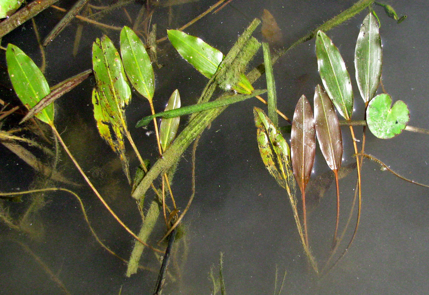 Image of Potamogeton nodosus specimen.