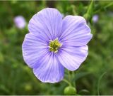 Linum amurense