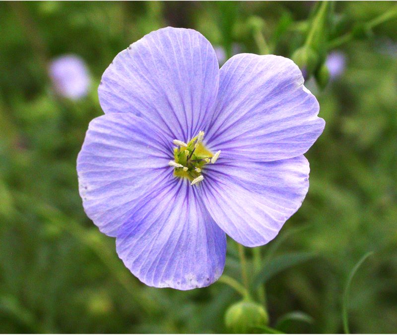 Image of Linum amurense specimen.