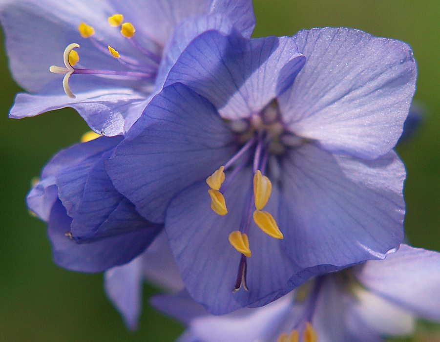Изображение особи Polemonium caeruleum.
