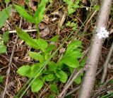 Myosotis krylovii