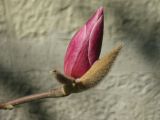 Magnolia × soulangeana. Распускающийся цветок. Крым, Ялта, ул. Пушкинская, в культуре. 2 апреля 2012 г.