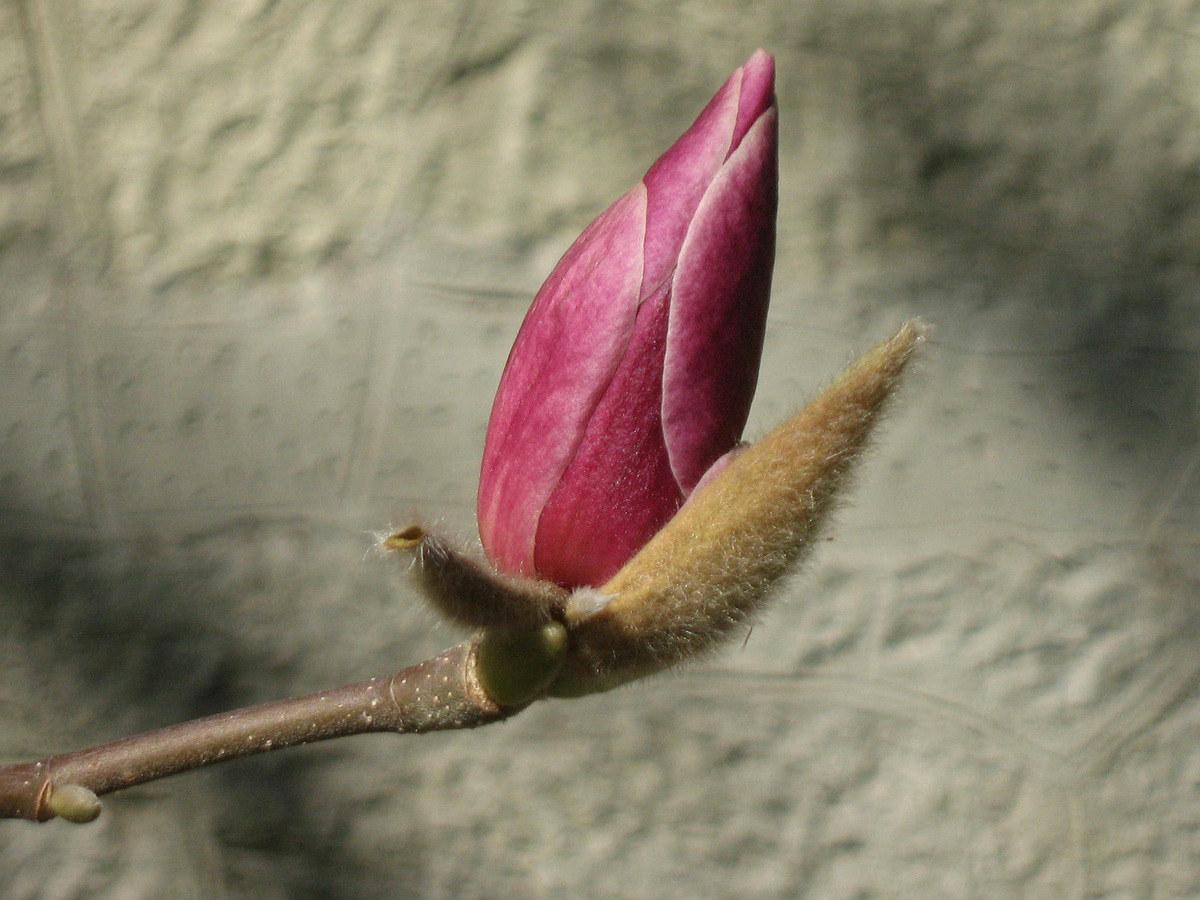 Image of Magnolia &times; soulangeana specimen.