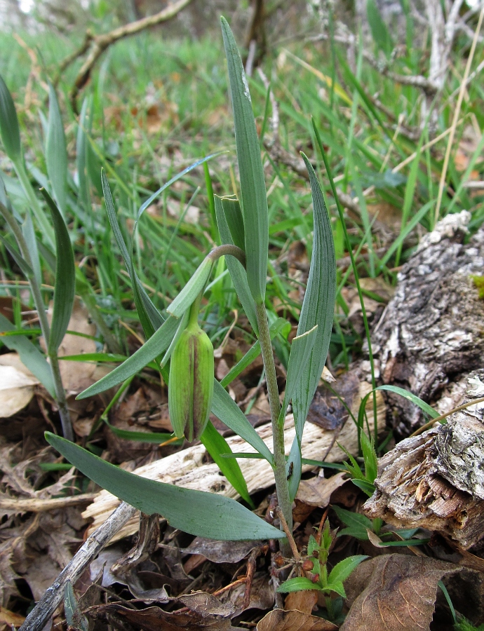 Изображение особи Fritillaria pyrenaica.