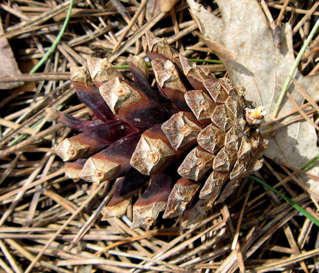 Изображение особи Pinus sylvestris.