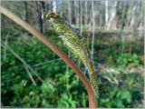 Chaerophyllum prescottii. Часть побега с молодым листом. Чувашия, окр. г. Шумерля, Песчаная дорога на Водозабор. 28 апреля 2012 г.