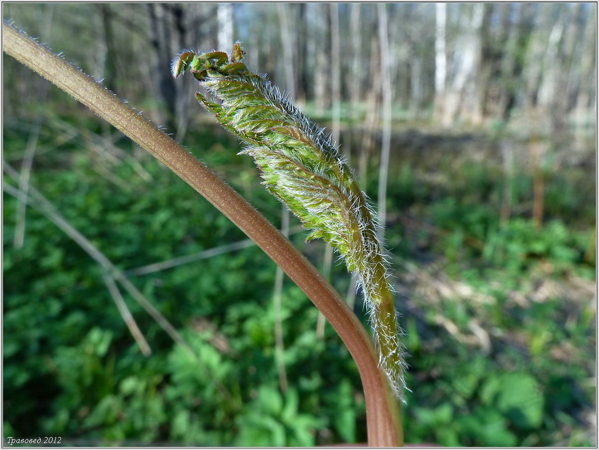 Изображение особи Chaerophyllum prescottii.