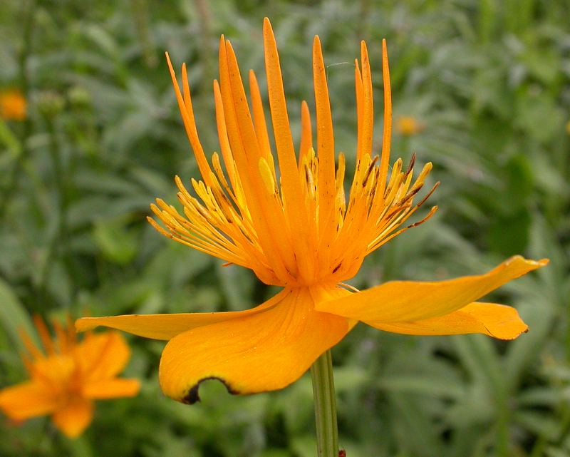 Image of Trollius macropetalus specimen.