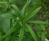 Galium aparine