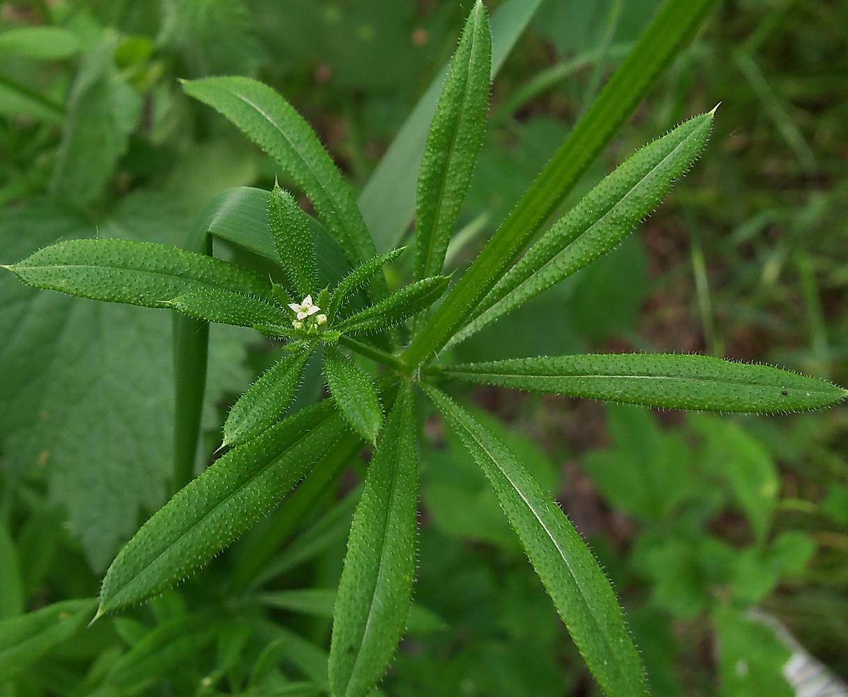 Изображение особи Galium aparine.