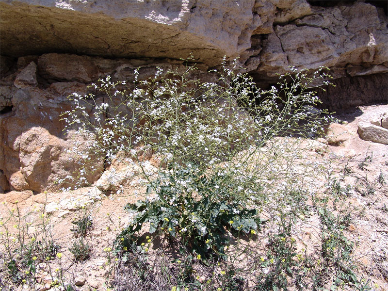 Изображение особи Crambe juncea.