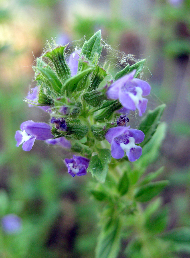 Изображение особи Ziziphora acinos.