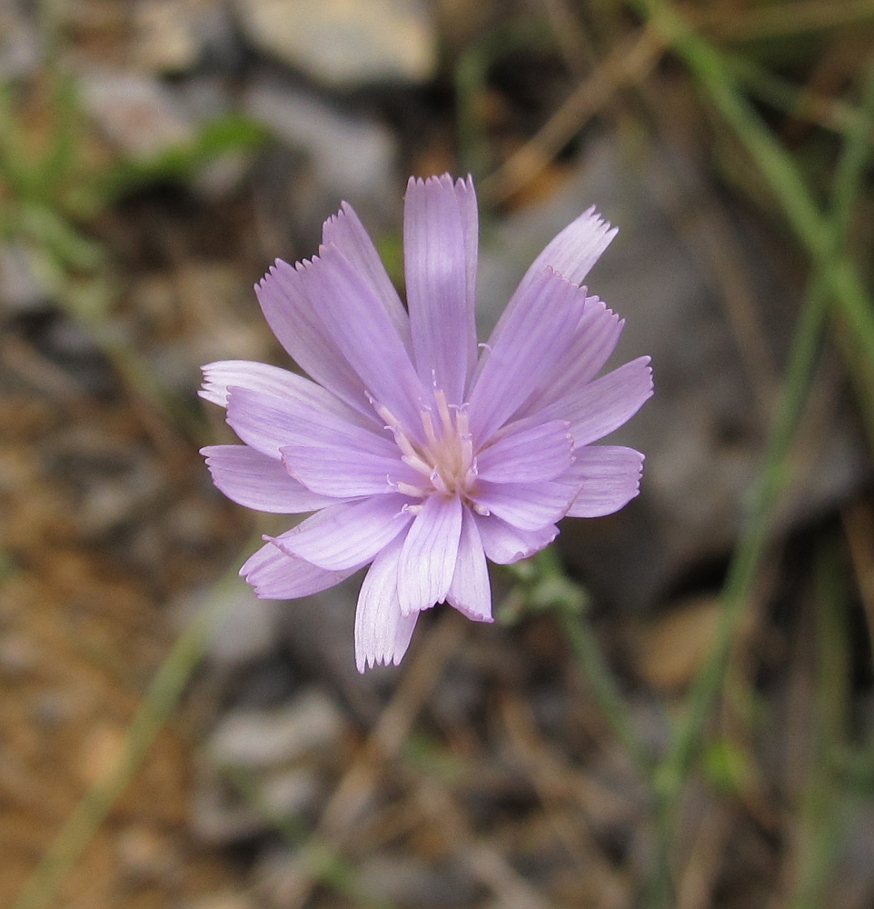 Image of familia Asteraceae specimen.