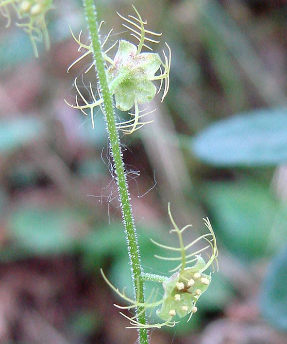 Image of Mitella nuda specimen.