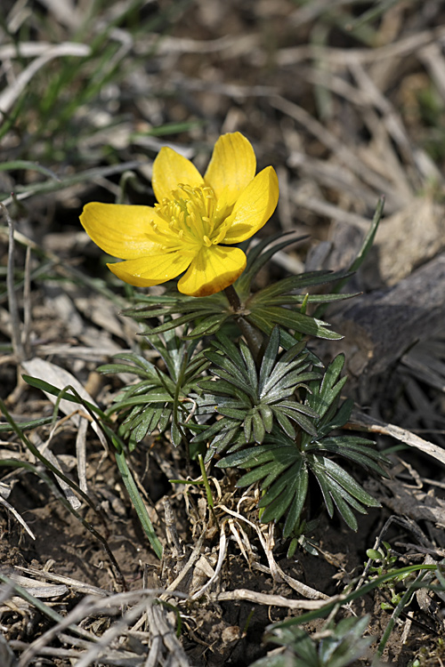 Image of Eranthis longistipitata specimen.