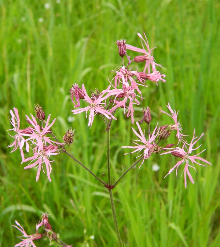 Изображение особи Coccyganthe flos-cuculi.