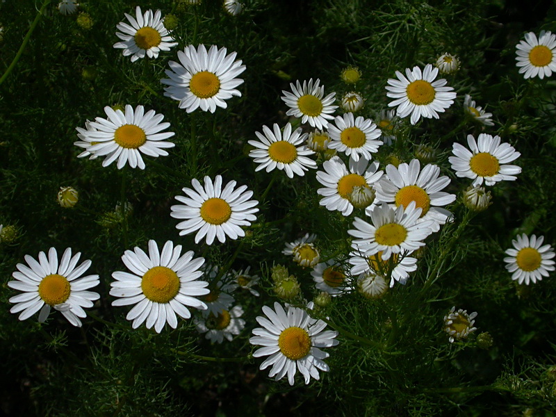 Image of Tripleurospermum inodorum specimen.