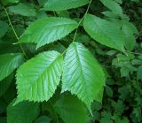 Ulmus glabra