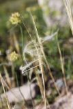 Stipa caucasica. Верхушка побега с соплодием. Узбекистан, Ташкентская обл., зап. отроги Чаткальского хр., ур. Чимган, ущ. Катта-Коксай. 14.07.2012.