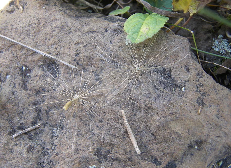 Изображение особи Tragopogon reticulatus.