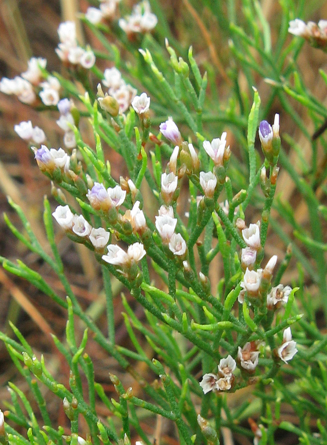 Image of Limonium caspium specimen.