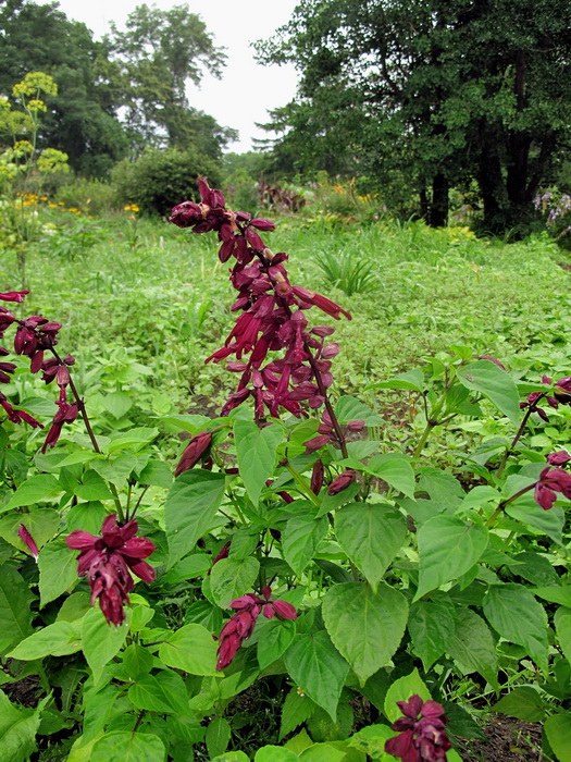 Image of Salvia splendens specimen.
