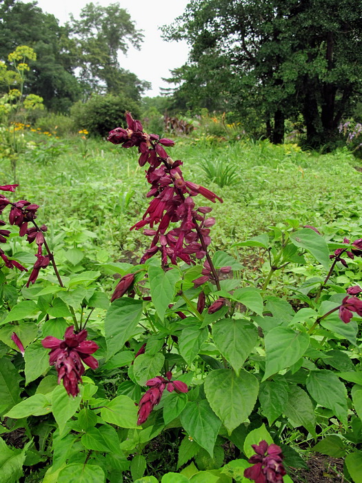 Изображение особи Salvia splendens.