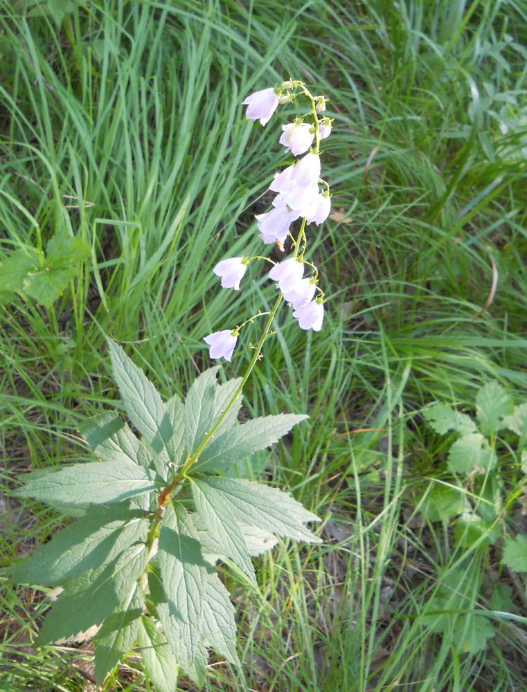 Изображение особи Adenophora liliifolia.