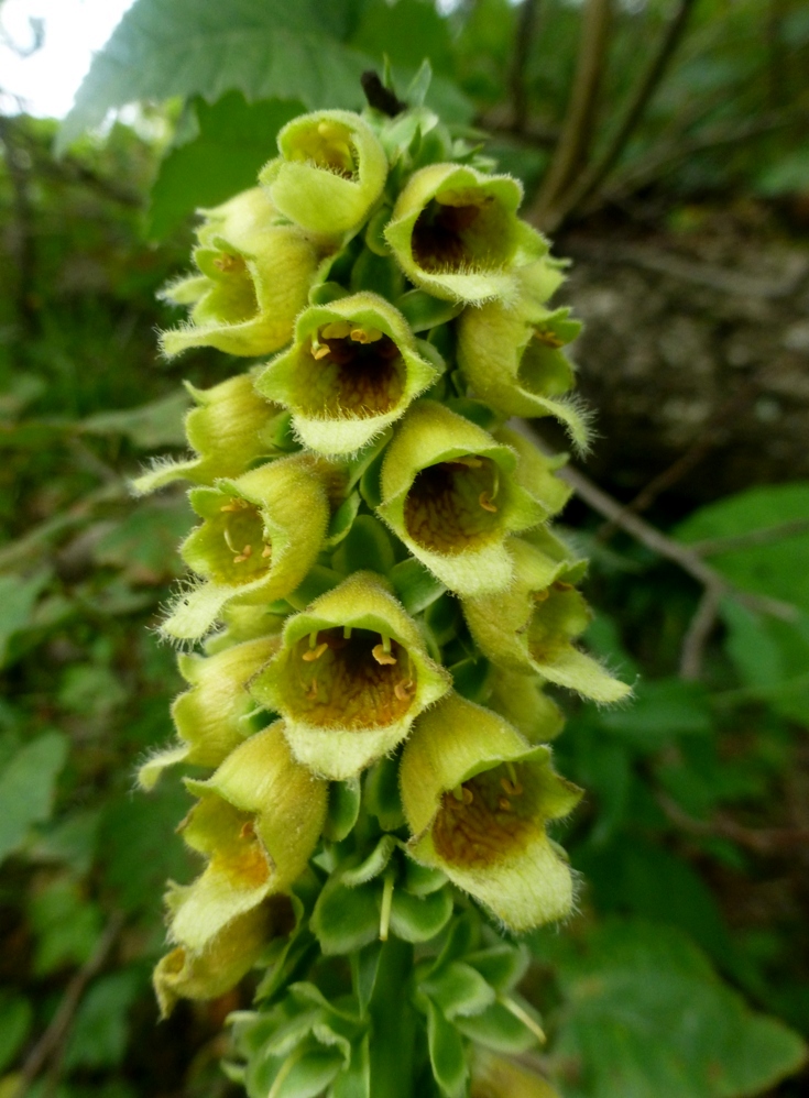 Изображение особи Digitalis ferruginea.