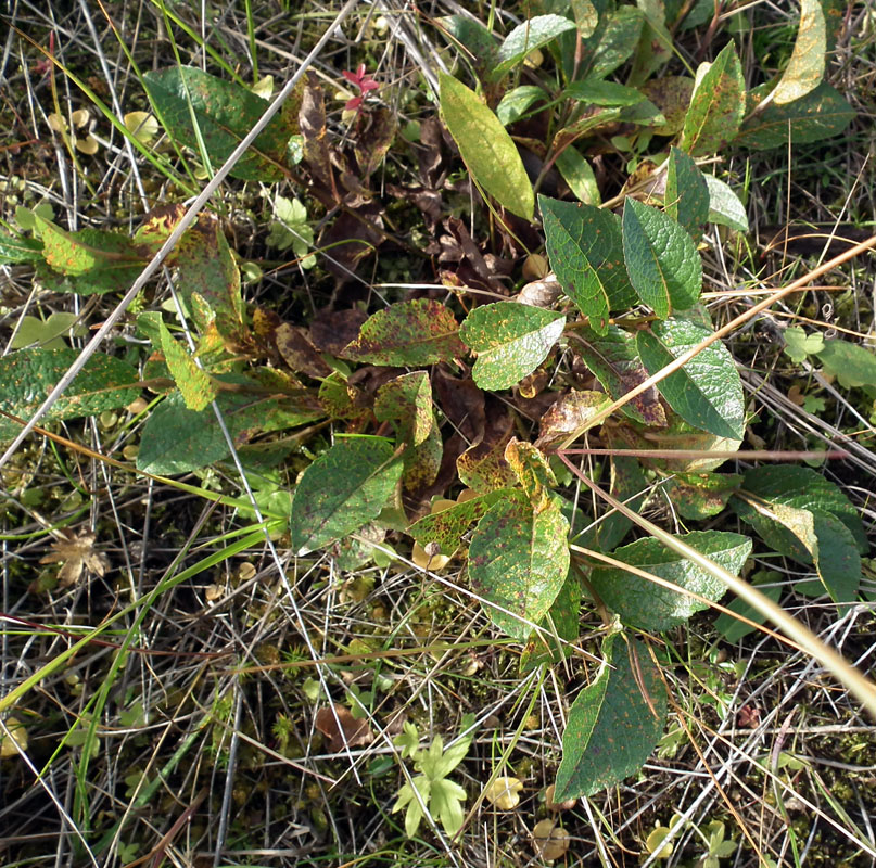 Image of Salix hastata specimen.