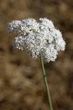 семейство Apiaceae. Соцветие. Южный Казахстан, нижний Боролдай, 2 км выше пос. Коктюбе. 02.06.2012.