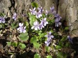 genus Viola