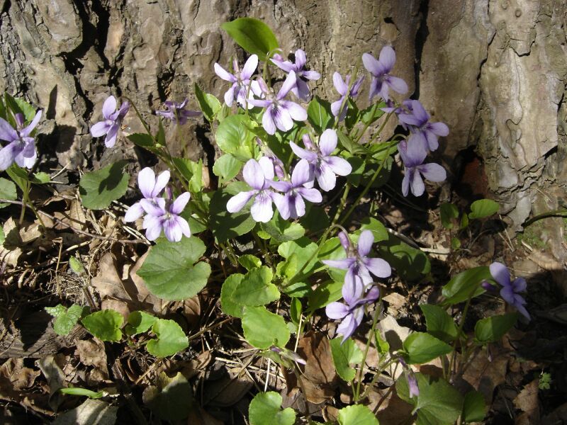 Image of genus Viola specimen.