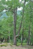 Betula dauurica. Дерево на склоне. Хабаровский край, сопка Двух Братьев. 26.07.2012.