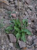 Rumex tuberosus subspecies horizontalis. Розетка прикорневых листьев. Азербайджан, Лерикский р-н, окр. пос. Госмальян. 18.09.2012.