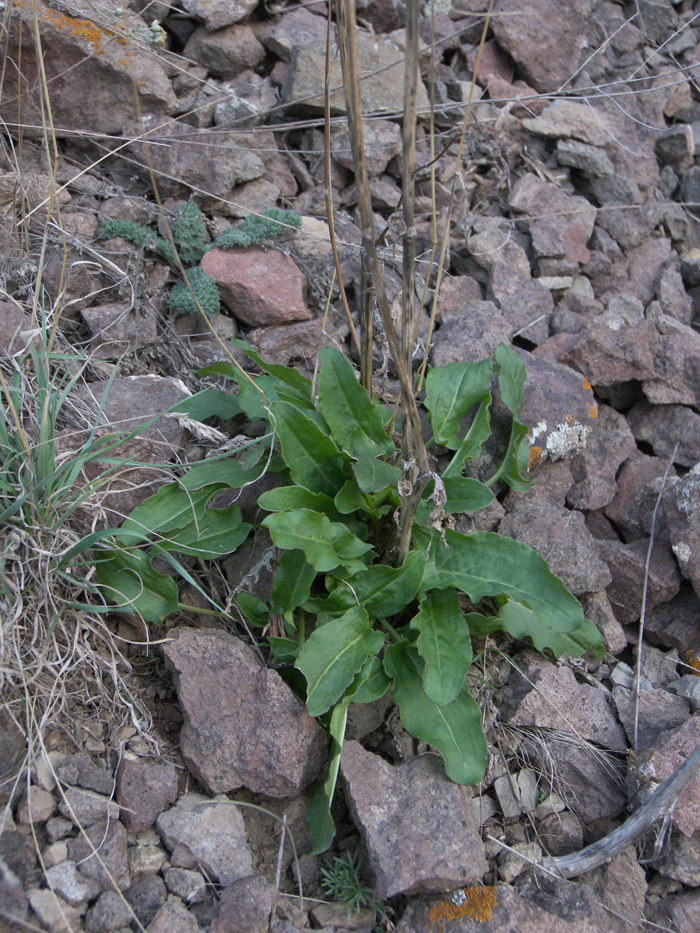 Изображение особи Rumex tuberosus ssp. horizontalis.