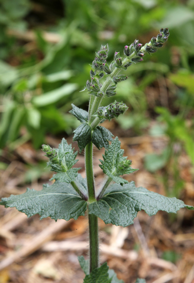 Image of Salvia verbenaca specimen.