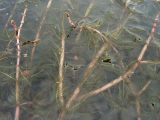 Myriophyllum spicatum. Цветущие растения. Приморский край, Спасский р-н, окр. с. Хвалынка. 31.08.2012.