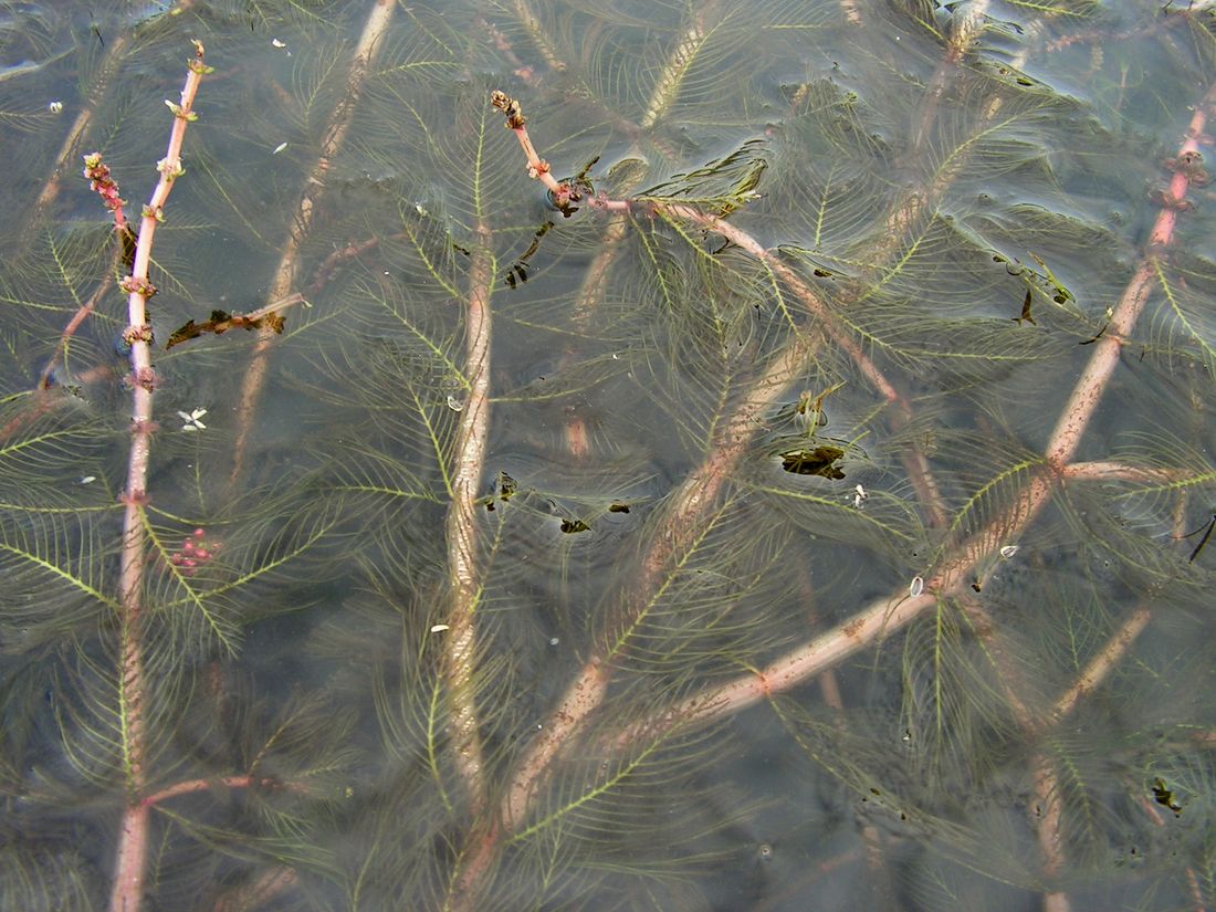 Изображение особи Myriophyllum spicatum.