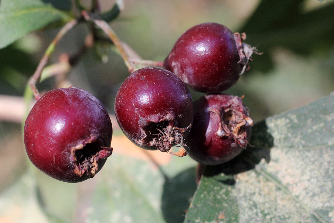Image of Crataegus songarica specimen.