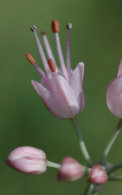 Image of genus Allium specimen.