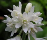 Clintonia udensis